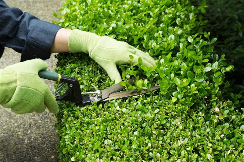 Gardening Maintenance & Waste Removal